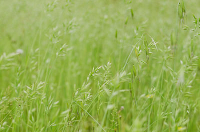 Close-up of fresh green grass in field