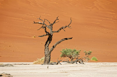 Tree on sand dune in desert