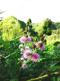 Close-up of flowers against sky