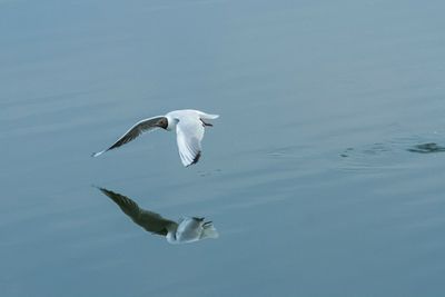 Seagull flying over lake