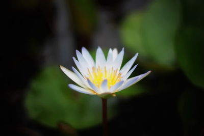 Close-up of white water lily