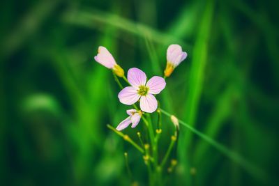 Close-up of flowers blooming outdoors