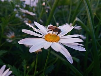 Close-up of insect on white flower