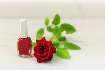 Close-up of rose bouquet against white background