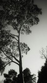 Low angle view of trees