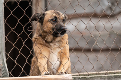 View of dog looking through chainlink fence