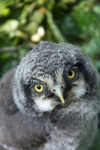 Close-up portrait of owl