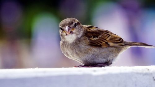 Close-up of bird perching outdoors