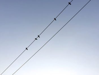 Silhouette of flock of birds on the cable