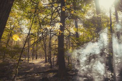 Trees in forest