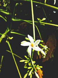 Close-up of white flowering plant