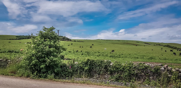 Scenic view of field against sky