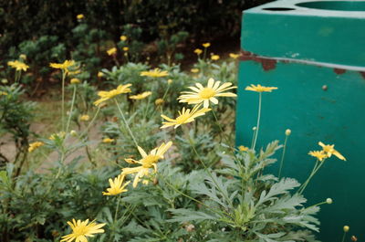 High angle view of yellow flowering plants