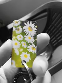 Close-up of hand holding white flowering plant