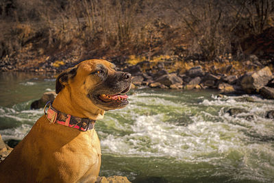 Close-up of a dog looking away