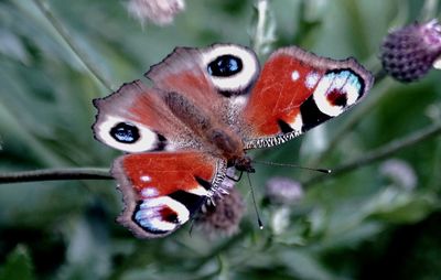 Close-up of butterfly on plant