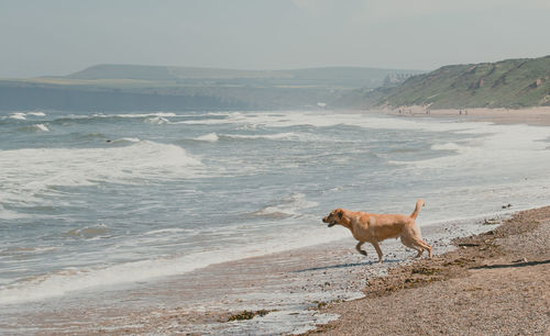 Dog on beach