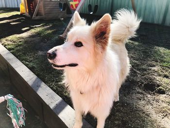 High angle view of dog looking away