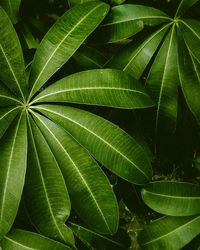 Full frame shot of green leaves