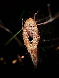 Close-up of snake on plant at night