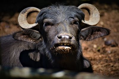 Close-up portrait of a water buffalo 