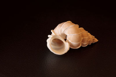 High angle view of shell on table against black background