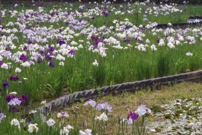 Close-up of purple flowering plants on field