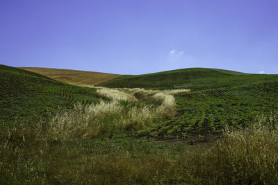 Scenic view of field against clear blue sky