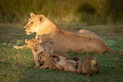 Lion family resting on field