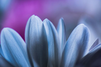 Close-up of purple crocus flower