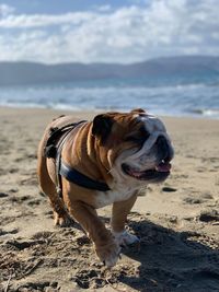 Dog looking away on beach