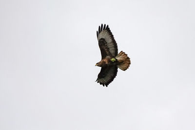 Low angle view of eagle flying against clear sky