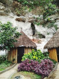 View of flowering plants in yard of house