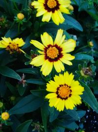 Close-up of yellow flowers blooming outdoors