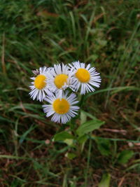 Close-up of yellow flowers blooming on field