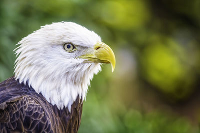 Close-up of eagle