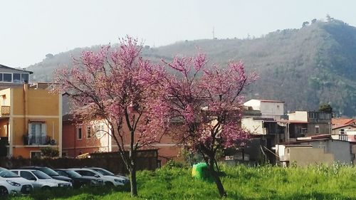 Pink cherry blossom tree by buildings in city against sky