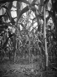 Close-up of plants growing on field