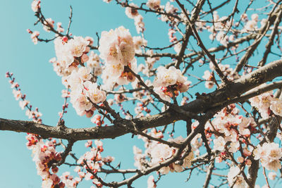 Spring flowers with soft focus on blooming apricot tree branch. apricot tree in bloom in sunny day