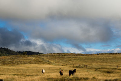 Sheep grazing on field against sky