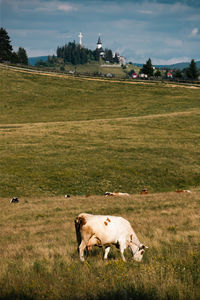 Sheep grazing on field