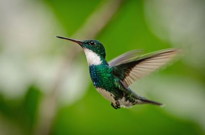 Close-up of bird flying