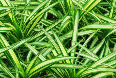 Full frame shot of fresh green plants