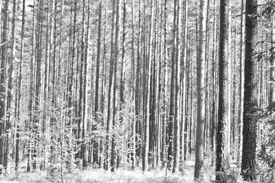 Trees in forest