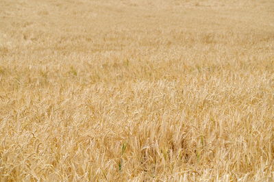 Full frame shot of wheat field