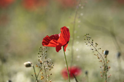 Close-up of red poppy flower