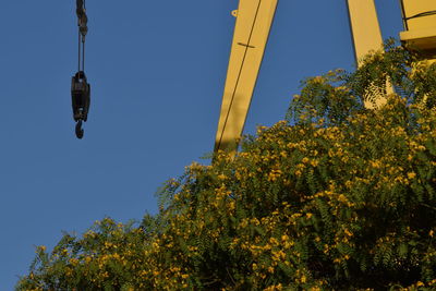 Low angle view of tree against clear blue sky