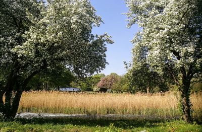 Trees growing on field against sky