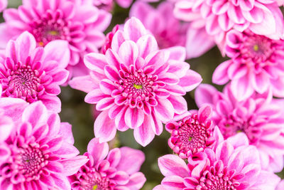 Close-up of pink flowers