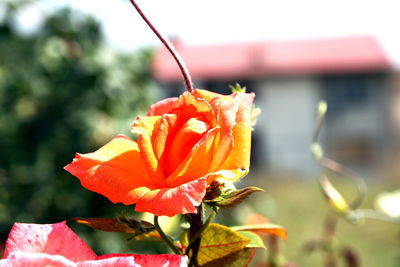 Close-up of orange rose flower